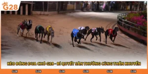 Kèo Bóng Đua Chó G28 - Bí Quyết Săn Thưởng Cùng Thần Khuyển